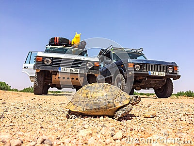 Zaida, Morocco - April 10, 2015. Greek tortoise walking through the dirt road stopped two vintage off road cars on road trip Editorial Stock Photo