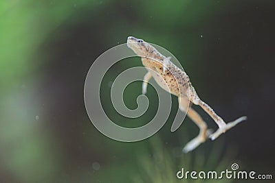 Zaire dwarf clawed frog Stock Photo