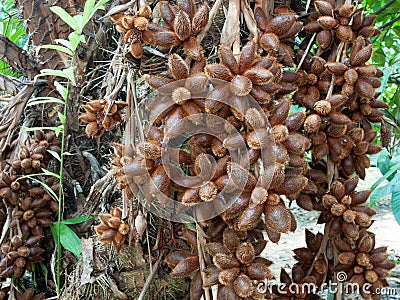 Zalacca, Sweet fruit flavors Stock Photo