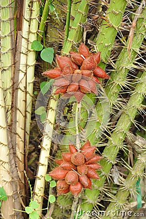 Zalacca, Traditional Stock Photo