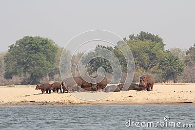 Zambia: Hippos standing and lying on a sandbank Stock Photo