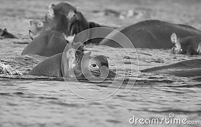 Zambia: Hippos taking a bath at lower Zambesi River Stock Photo