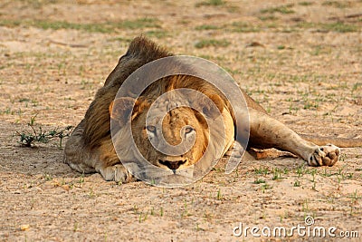 Zambia: Lioness is lying on the sand and relaxing at South Luangwa | LÃ¶win liegt im Sand am Faulenzen am Ufer des Unteren Sambesi Stock Photo