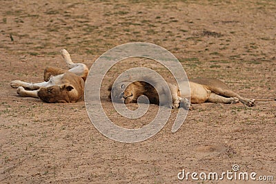 Zambia: Lions relaxing and roling in the sand at South Luangwa Stock Photo