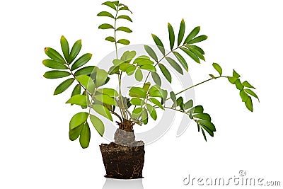 Zamia furfuracea tree Stock Photo