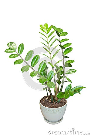 Zamioculcas home plant in a flower pot isolated on white Stock Photo