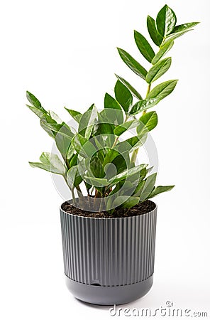 Zamioculcas isolated on white background. Stock Photo