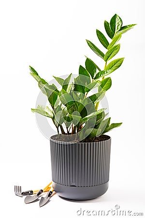 Zamioculcas isolated on white background. Stock Photo