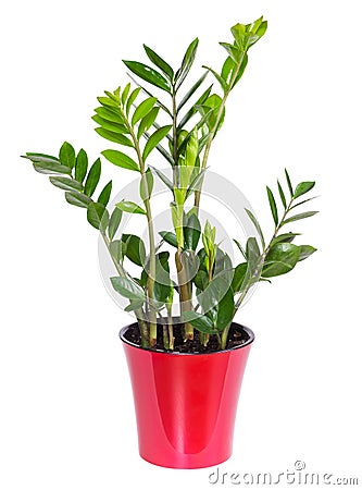 Zamioculcas isolated on white background Stock Photo