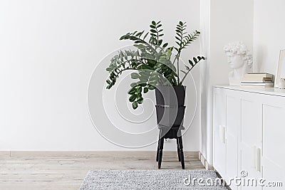 Zamioculcas plant in the clay pot on black stool. Stock Photo