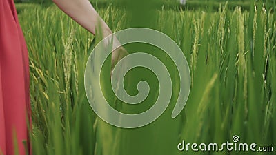 Zamknięta strzelanina w zwolnionym tempie model wydaje jego rękę na spikelets zielony ryżowy dorośnięcie w polu pod zdjęcie wideo Zamknięta strzelanina w zwolnionym tempie model wydaje jego rękę na spikelets zielony ryżowy dorośnięcie w polu pod zdjęcie wideo