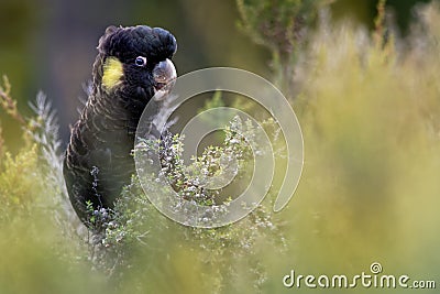 Zanda funerea - Yellow-tailed Black Cockatoo in Australia Stock Photo