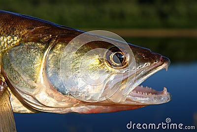 Zander fish head Stock Photo