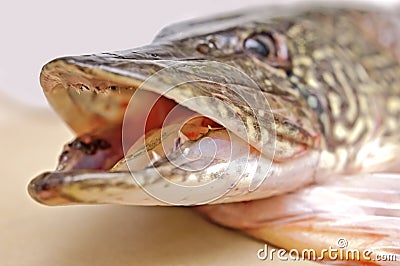 Zander fish head Stock Photo