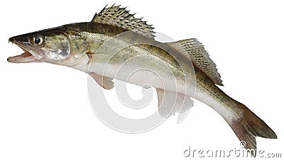 Zander fish isolated. Pike perch river fish on white background Stock Photo