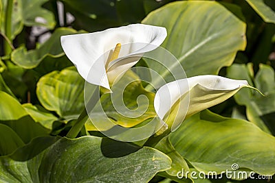 Zantedeschia Aethiopica Calla Arum Lily Stock Photo