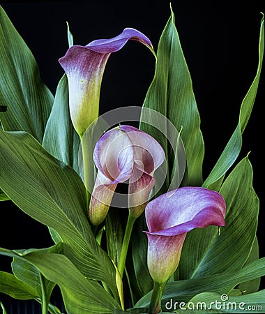 Zantedeschia aethiopica, calla lily Stock Photo