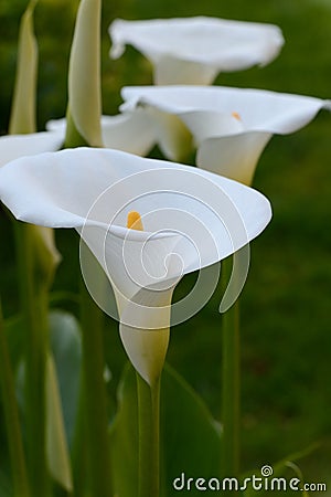 Zantedeschia-Calla Stock Photo