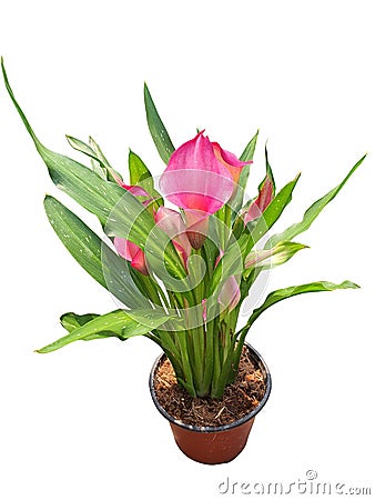 Zantedeschia or Calla Lily It is an elegant flower with a variety of colors, native to Africa. Stock Photo