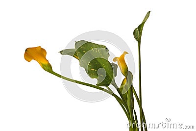 Zantedeschia calla lily Stock Photo