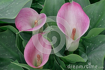 Zantedeschia captain palermo. Keukenhof Gardens in the Netherlands Stock Photo