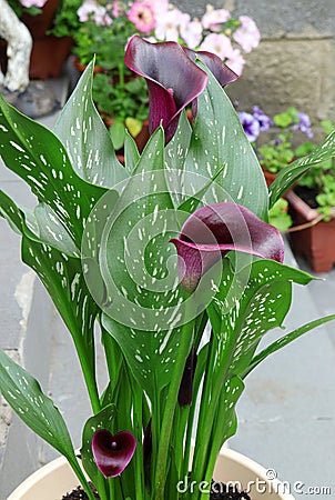 Zantedeschia summer blossom. Black-red Calla lily in a pot. Arum lily. Flowers in the garden. Green leaves Stock Photo