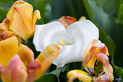 Zantedeschia and Tulips Stock Photo