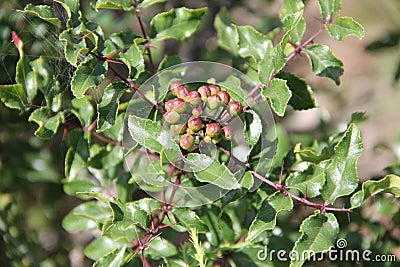 Zanthoxylum clava-herculis (leaf and spines) Stock Photo