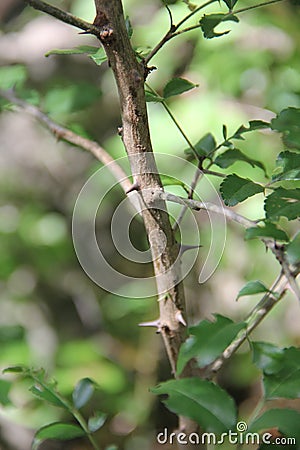 Zanthoxylum clava-herculis (leaf and spines) Stock Photo