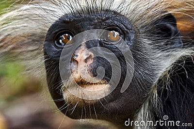 Zanzibar ape Stock Photo