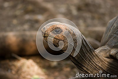 Zanzibar,closeup of centennial turtle Stock Photo