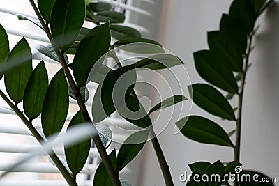 Zanzibar gem plant sprouts Stock Photo