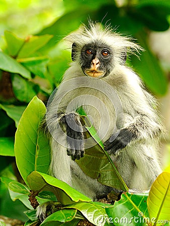 Zanzibar Red Colobus Stock Photo