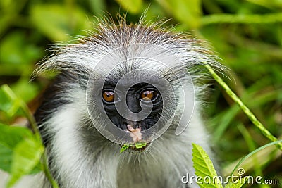 Zanzibar red colobus, Monkey Stock Photo