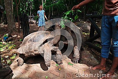 Zanzibar, Tanzania - 30 Dec 2016: Turtle on Prison Island of Zanzibar, Tanzania Editorial Stock Photo