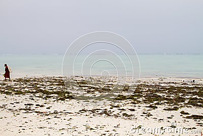 Seaweed farmers in the blue water off the white beach in Zanzibar Editorial Stock Photo