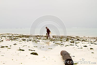 Seaweed farmers in the blue water off the white beach in Zanzibar Editorial Stock Photo