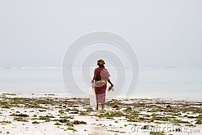 Seaweed farmers in the blue water off the white beach in Zanzibar Editorial Stock Photo