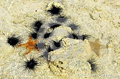 Zanzibar, Tanzania sea urchin and starfish or sea stars are echinoderms Stock Photo