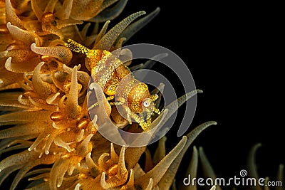 Zanzibar whip coral shrimp Stock Photo