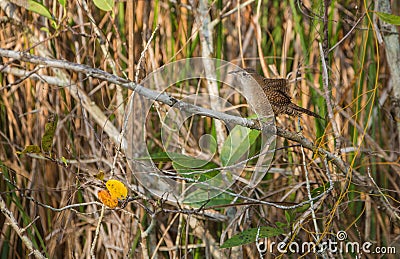 The Zapata Wren Stock Photo