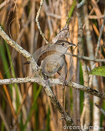 The Zapata Wren Stock Photo