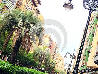 Zaragoza street with jelly palm tree Editorial Stock Photo