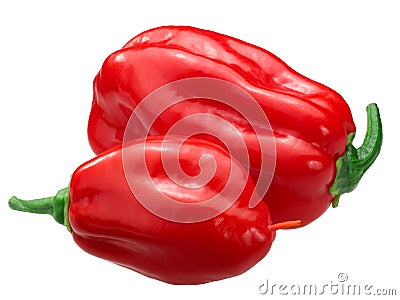 Zavory habanero pepper c.chinense, paths Stock Photo