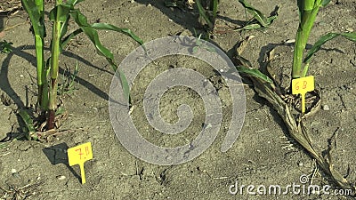 Zea maio do milho do milho da ciência do campo da pesquisa, amostras da resistência da seca, produzindo variedades para a alteraç video estoque Zea maio do milho do milho da ciência do campo da pesquisa, amostras da resistência da seca, produzindo variedades para a alteraç video estoque