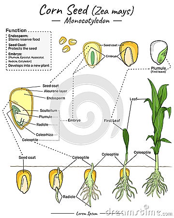Zea mays corn seed monocotyledon structure, function and development Cartoon Illustration
