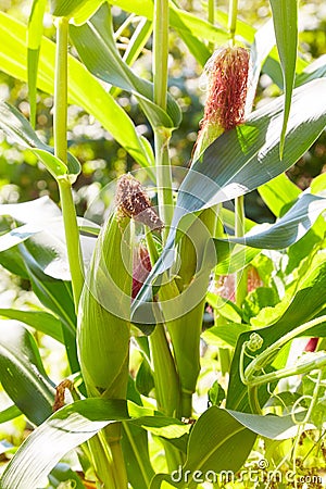 Corn field, corn on the cob. Stock Photo