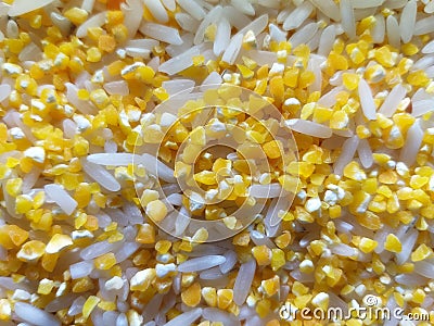 Zea mays Oryza sativa jagung beras corn rice Stock Photo
