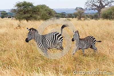 Zebra mother and foal running Stock Photo