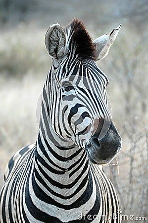 Zebra Stock Photo